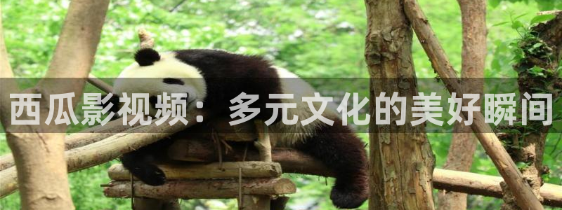 熊猫影视yy8y1免费观看