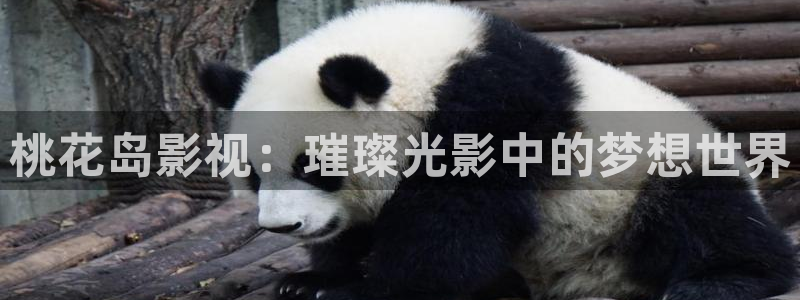 熊猫的视频
